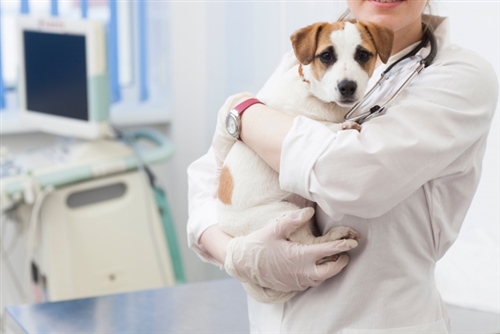 犬の膵炎・検査方法