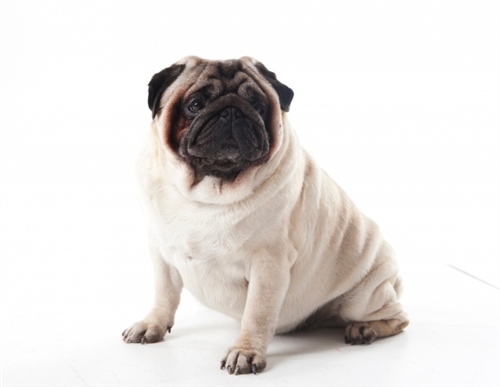 甲状腺機能低下症の犬は高脂血症にも注意