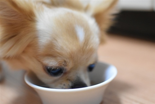 胆泥症の犬の治療法３、【食事療法】